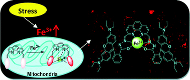 Graphical abstract: A highly selective fluorescent probe for Fe3+ in living cells: a stress induced cell based model study