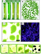 Graphical abstract: Reduction of [Co(iii)–EDTA]− complex by a novel process using phototrophic granules: a step towards sustainable bioremediation