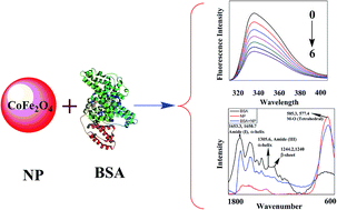 Graphical abstract: Systematic elucidation of interactive unfolding and corona formation of bovine serum albumin with cobalt ferrite nanoparticles