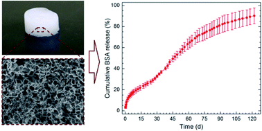 Graphical abstract: Zwitterionic cryogels for sustained release of proteins