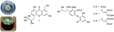 Graphical abstract: Penicillanthone and penicillidic acids A–C from the soil-derived fungus Penicillium aculeatum PSU-RSPG105