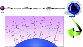 Graphical abstract: A novel highly dispersive magnetic nanocatalyst in water : glucose as an efficient and green ligand for the immobilization of copper(ii) for the cycloaddition of alkynes to azides