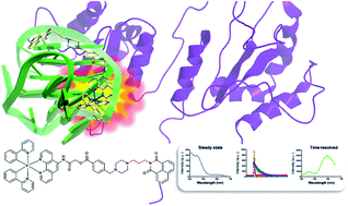 Graphical abstract: Conjugating a groove-binding motif to an Ir(iii) complex for the enhancement of G-quadruplex probe behavior