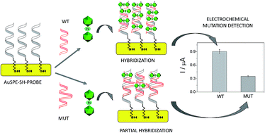 Graphical abstract: Metallacarboranes as tunable redox potential electrochemical indicators for screening of gene mutation