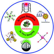 Graphical abstract: Sensing telomerase: From in vitro detection to in vivo imaging