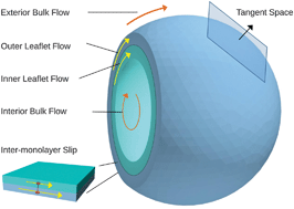 Graphical abstract: Hydrodynamic coupling of particle inclusions embedded in curved lipid bilayer membranes