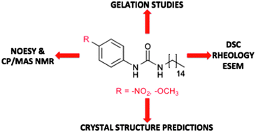 Graphical abstract: Substituent interference on supramolecular assembly in urea gelators: synthesis, structure prediction and NMR