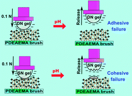 Graphical abstract: Double-network hydrogels improve pH-switchable adhesion