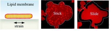 Graphical abstract: Sticking and sliding of lipid bilayers on deformable substrates