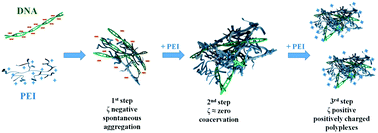 Graphical abstract: Properties of polyplexes formed through interaction between hydrophobically-modified poly(ethylene imine)s and calf thymus DNA in aqueous solution