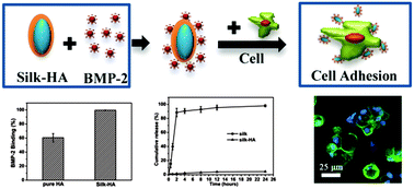 Graphical abstract: Bioactive natural protein–hydroxyapatite nanocarriers for optimizing osteogenic differentiation of mesenchymal stem cells