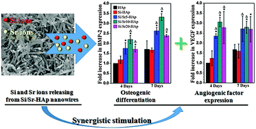 Graphical abstract: Strontium (Sr) strengthens the silicon (Si) upon osteoblast proliferation, osteogenic differentiation and angiogenic factor expression