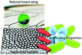 Graphical abstract: Biomimetics for early stage biofouling prevention: templates from insect cuticles