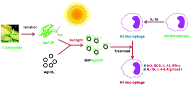 Graphical abstract: ApAGP-fabricated silver nanoparticles induce amendment of murine macrophage polarization