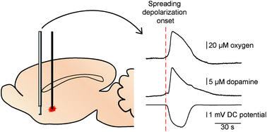 Graphical abstract: An implantable multimodal sensor for oxygen, neurotransmitters, and electrophysiology during spreading depolarization in the deep brain