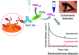 Graphical abstract: Colorimetric and electrochemical quantification of global DNA methylation using a methyl cytosine-specific antibody