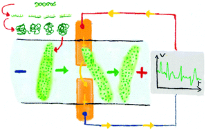 Graphical abstract: On-chip conductometric detection of short DNA sequences via electro-hydrodynamic aggregation