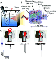 Graphical abstract: Investigation of compacted DNA structures induced by Na+ and K+ monovalent cations using biological nanopores