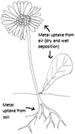 Graphical abstract: Review – trace determination of potentially toxic elements in (medicinal) plant materials