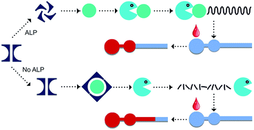 Graphical abstract: Instrument-free quantitative detection of alkaline phosphatase using paper-based devices