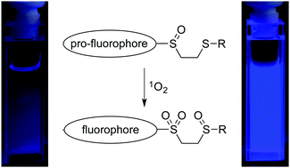 Graphical abstract: A mechanistically-distinct approach to fluorescence visualization of singlet oxygen
