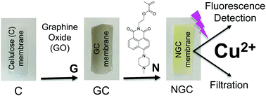 Graphical abstract: Fluorescence detection and removal of copper from water using a biobased and biodegradable 2D soft material