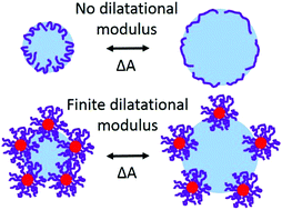 Graphical abstract: Enhanced interfacial activity of multi-arm poly(ethylene oxide) star polymers relative to linear poly(ethylene oxide) at fluid interfaces