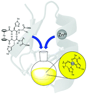 Graphical abstract: Metal coordination of ferrocene–histidine conjugates