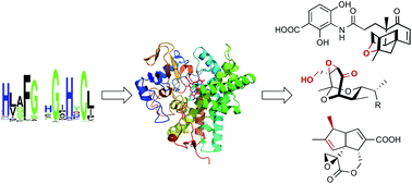 Graphical abstract: Cytochromes P450 for natural product biosynthesis in Streptomyces: sequence, structure, and function