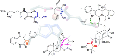 Graphical abstract: Unique chemistry of non-heme iron enzymes in fungal biosynthetic pathways