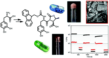 Graphical abstract: The effect of l-DOPA hydroxyl groups on the formation of supramolecular hydrogels