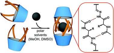 Graphical abstract: The templation effect as a driving force for the self-assembly of hydrogen-bonded peptidic capsules in competitive media