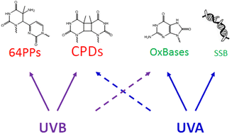 Graphical abstract: Formation of UV-induced DNA damage contributing to skin cancer development