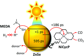 Graphical abstract: ZnSe quantum dots modified with a Ni(cyclam) catalyst for efficient visible-light driven CO2 reduction in water