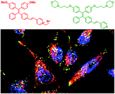 Graphical abstract: Multicolor monitoring of cellular organelles by single wavelength excitation to visualize the mitophagy process