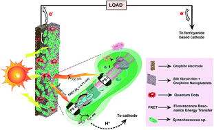 Graphical abstract: FRET-guided surging of cyanobacterial photosystems improves and stabilizes current in photosynthetic microbial fuel cell