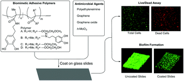 Graphical abstract: Designing polymeric adhesives for antimicrobial materials: poly(ethylene imine) polymer, graphene, graphene oxide and molybdenum trioxide – a biomimetic approach