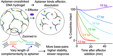 Graphical abstract: Exploiting the conformational-selection mechanism to control the response kinetics of a “smart” DNA hydrogel