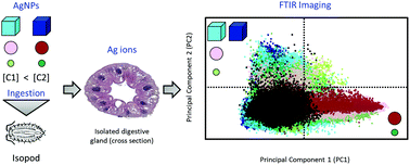 Graphical abstract: The in vivo effects of silver nanoparticles on terrestrial isopods, Porcellio scaber, depend on a dynamic interplay between shape, size and nanoparticle dissolution properties