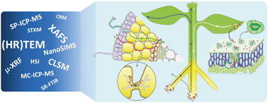 Graphical abstract: Uptake, translocation, and transformation of metal-based nanoparticles in plants: recent advances and methodological challenges