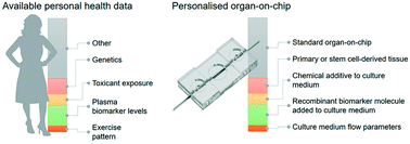 Graphical abstract: Personalised organs-on-chips: functional testing for precision medicine