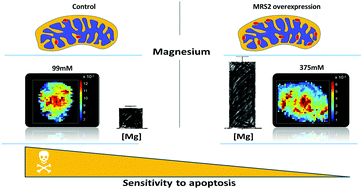 Graphical abstract: Overexpression of the mitochondrial Mg channel MRS2 increases total cellular Mg concentration and influences sensitivity to apoptosis