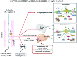 Graphical abstract: Is copper a new target to counteract the progression of chronic diseases?