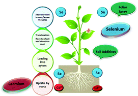 Graphical abstract: Cadmium in plants: uptake, toxicity, and its interactions with selenium fertilizers
