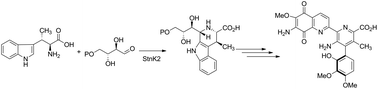 Graphical abstract: StnK2 catalysing a Pictet–Spengler reaction involved in the biosynthesis of the antitumor reagent streptonigrin