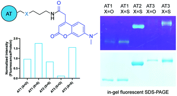 Graphical abstract: Active site labeling of fatty acid and polyketide acyl-carrier protein transacylases