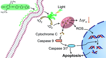 Graphical abstract: White light-induced cell apoptosis by a conjugated polyelectrolyte through singlet oxygen generation