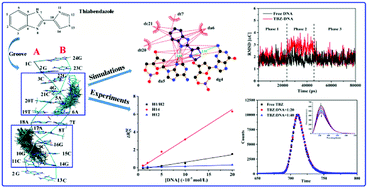 Graphical abstract: Studies of the binding properties of the food preservative thiabendazole to DNA by computer simulations and NMR relaxation