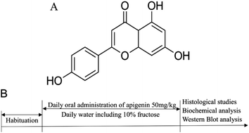 Graphical abstract: Apigenin ameliorates vascular injury in rats with high fructose-induced metabolic disturbance by inhibiting PI3K/AKT/GLUT1