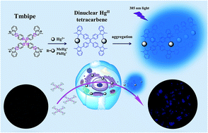 Graphical abstract: Dinuclear HgII tetracarbene complex-triggered aggregation-induced emission for rapid and selective sensing of Hg2+ and organomercury species